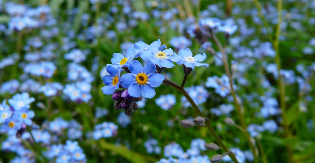 Flower Symbolism _1