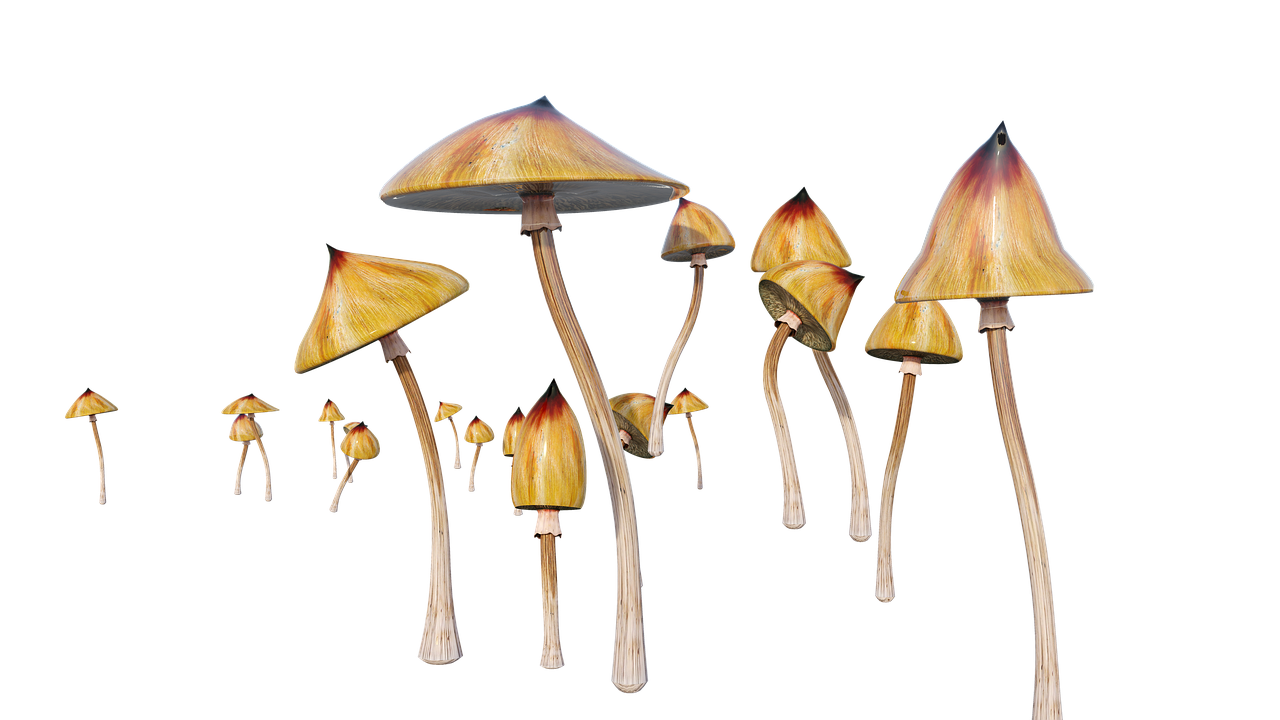 Magic Mushrooms May Treat Anxiety And Depression - Baron Mag