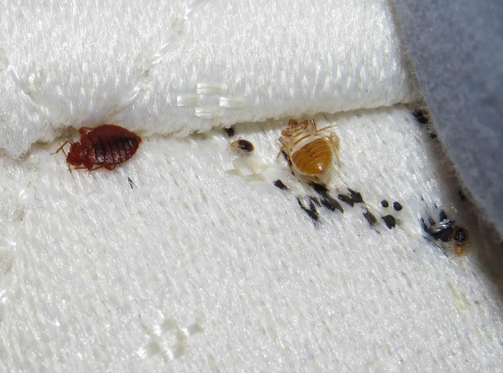 The Do's and Don'ts of Bed Bug Treatment: Expert Advice from ...